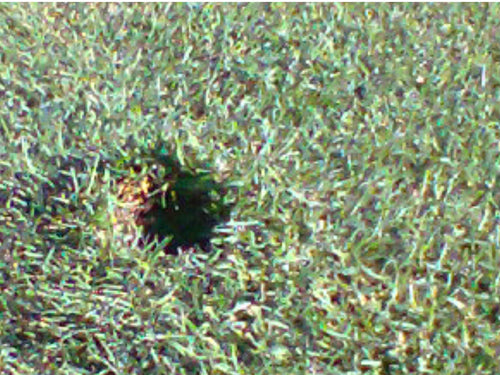 Using your divot tool to repair plug holes on the green.